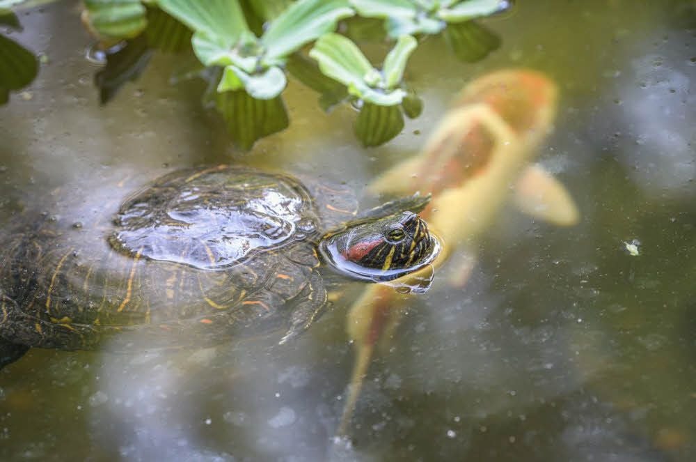 Badende Rotwangenschildkröte