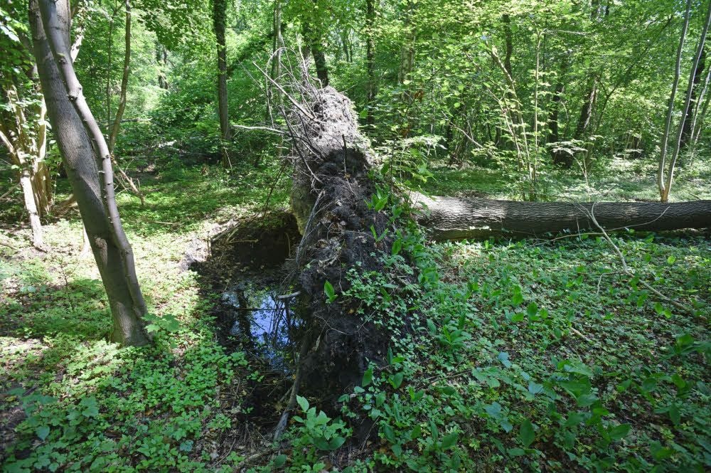 Das Gelände des Reudener Busches ist vernässt, so dass die Bäume in dem sumpfigen Untergrund keinen festen Halt mehr haben.