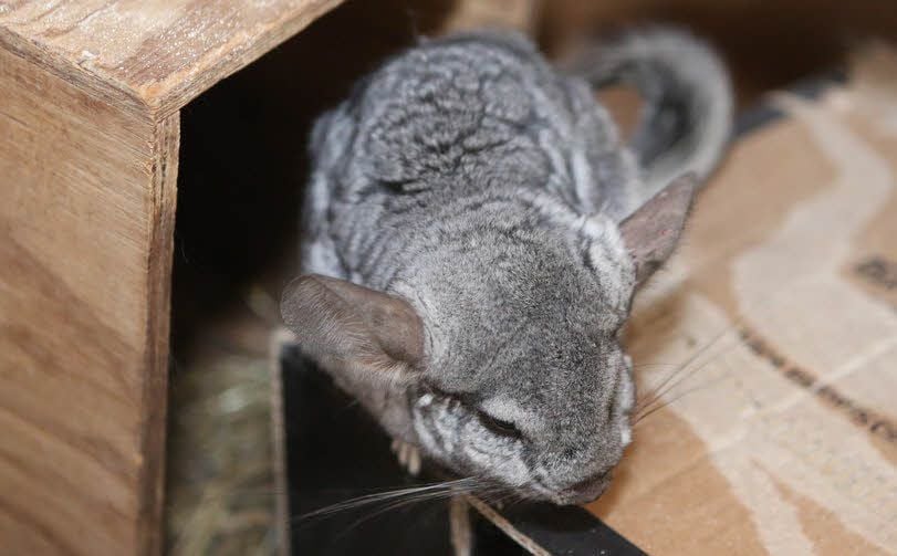 Dieses Chinchilla ist eines von rund zwanzig Exemplaren, die der Weißenfelser Verein gern an Tierfreunde weitervermitteln würde.