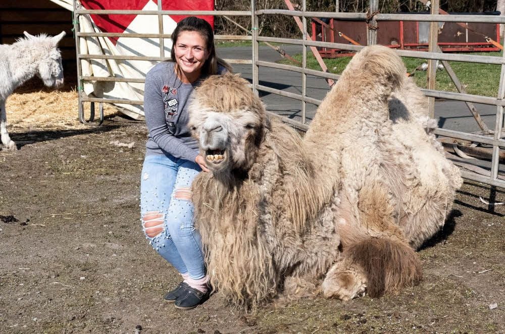 Vanessa Hein zeigt eines der Kamele, das zu den Stars in der Manage des „Circus Voyage“ gehört, der ab Freitag in Merseburg gastiert.