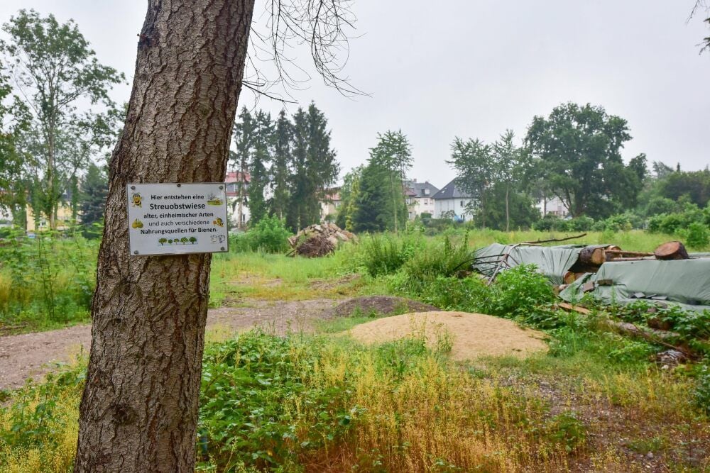 Nach Abriss und Fällungen soll auf dem Areal in der Ebertallee eine Streuobstwiese entstehen.