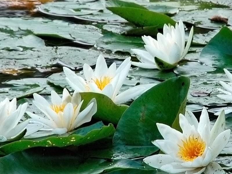Auch Seerosen brauchen viele Nährstoffe, damit Gartenteich-Besitzer lange Freude an ihnen haben. Foto: Jens Schierenbeck