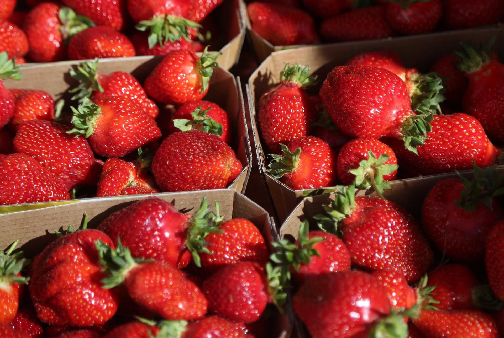 Erdbeeren zum Selberpflücken in Halle, Saalekreis, Burgenlandkreis, Dessau und Wittenberg.