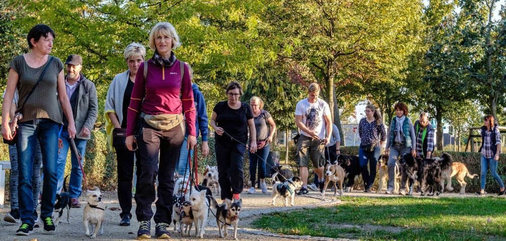 Gruppenspaziergang mit Hund im Park. Antje Rettig (nicht im Bild) lädt regelmäßig dazu ein. Viele Halter wünschen sich eine Hundewiese.