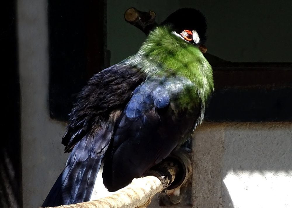 Seltener Vogel in Deutschlands Tierparks: Hartlaubturako.