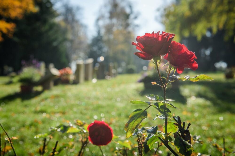 Die letzten blühenden Rosen auf dem Neuen Friedhof in Naumburg.
