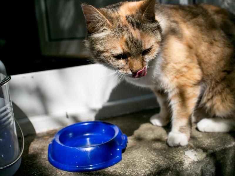 Schattige Plätze und ausreichend frisches Wasser sind wichtig für Katzen im Sommer. Foto: Karolin Krämer/dpa-tmn/dpa