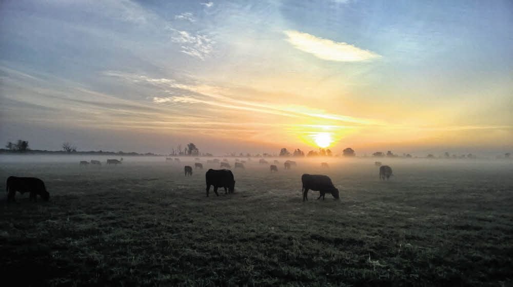 Sonnenaufgang bei Havelberg: Die Wagyu-Rinder von Landwirt Haake stehen die meiste Zeit des Jahres auf der Weide.