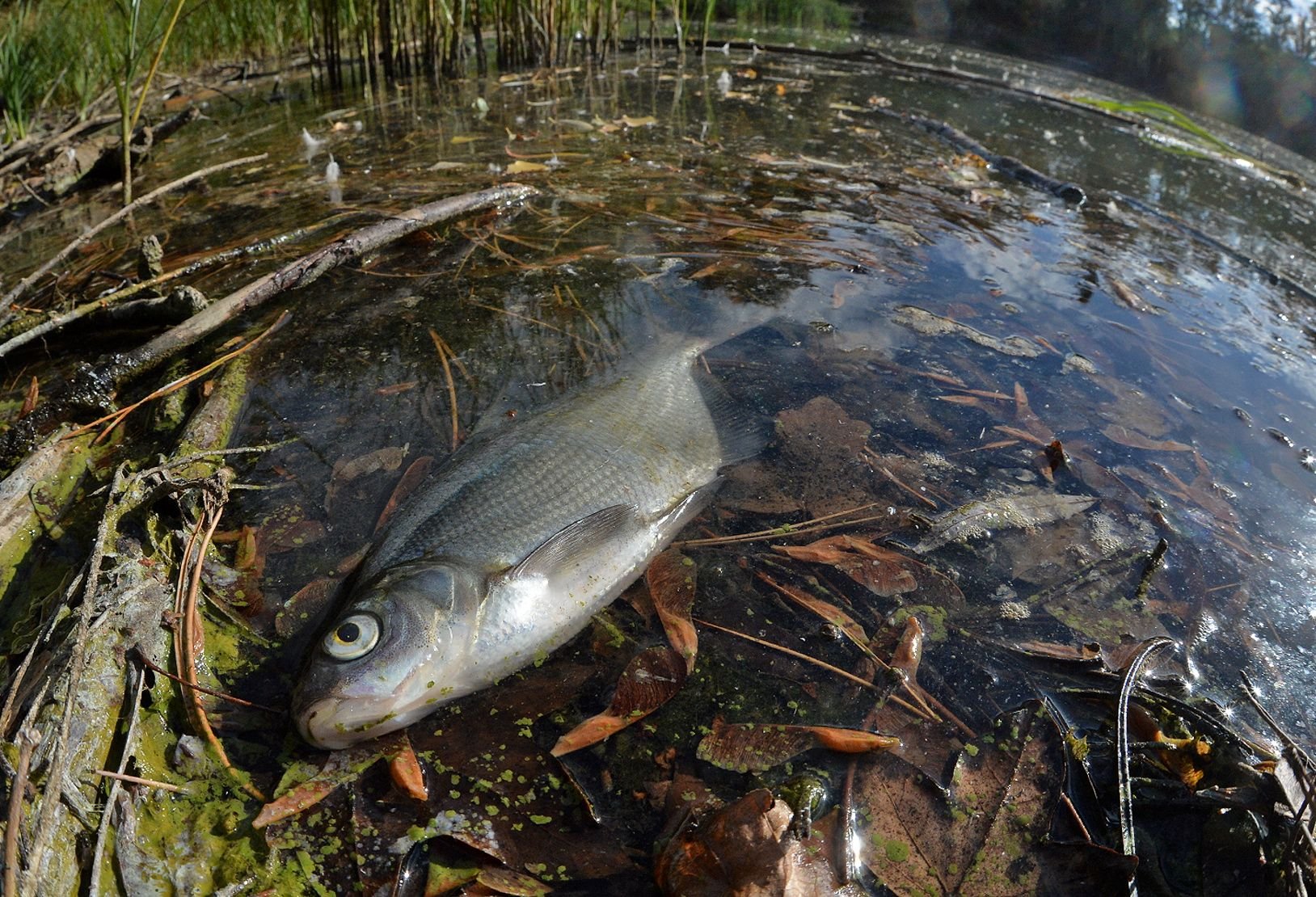 Die Tonkuhle in Aschersleben ist gekippt. Die Folge: Fische sterben massenweise - auch wegen der Bürokratie.