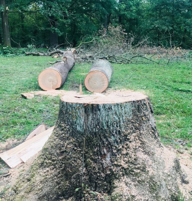 Gefällter Baum auf der „Spinne“