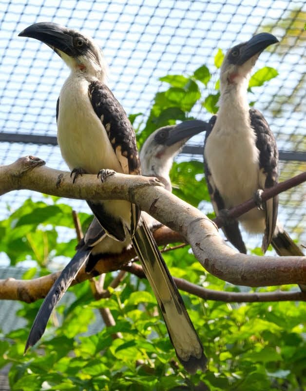 Einer von drei jungen Von-der-Decken-Tokos im Zoo Halle.
