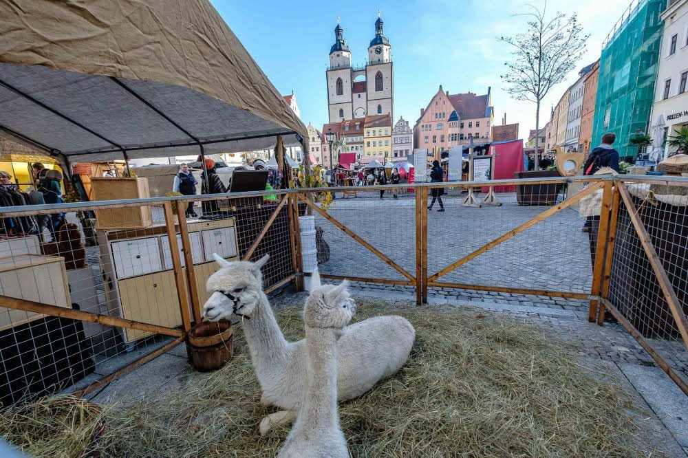 Pulloverlieferanten aus Seyda