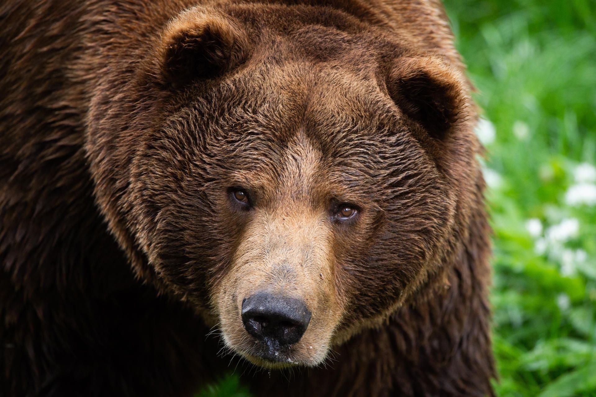 Ein Braunbär hat in den Alpen zwei Wanderer angegriffen (Symbolbild).