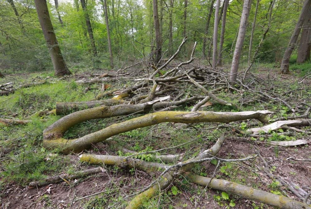 So sieht es im Wald aus, wenn Harvester dort waren.