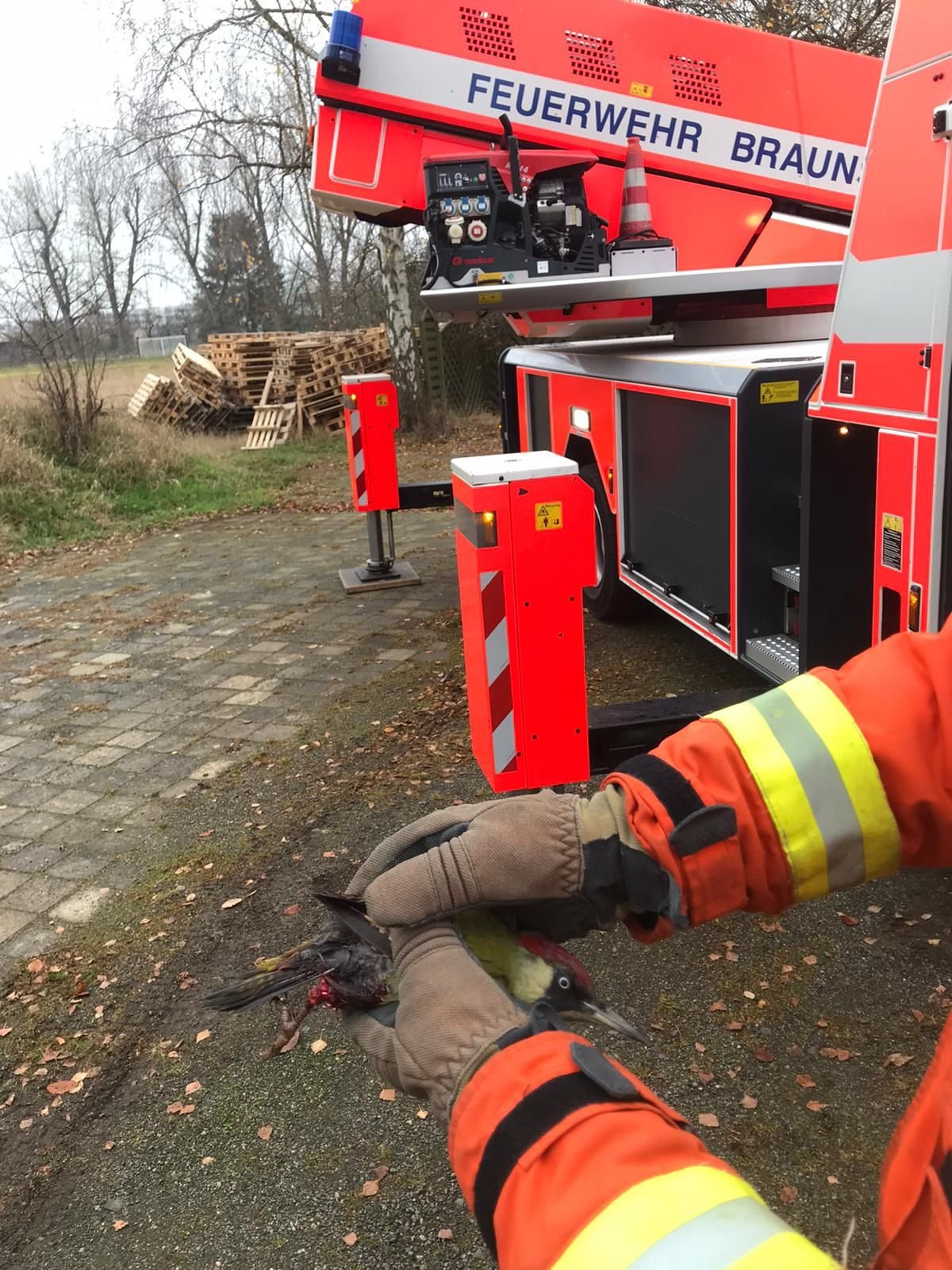 Ein Braunschweiger Feuerwehrmann hält den verletzten, aber geretteten Specht in den Händen.