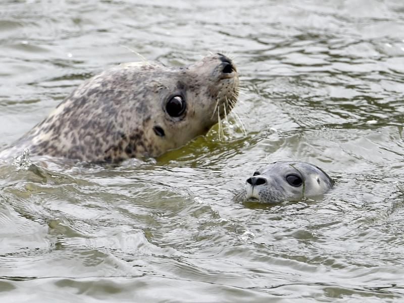 Seehund-Baby in St.Peter-Ording. Foto: Carsten Rehder/Archiv