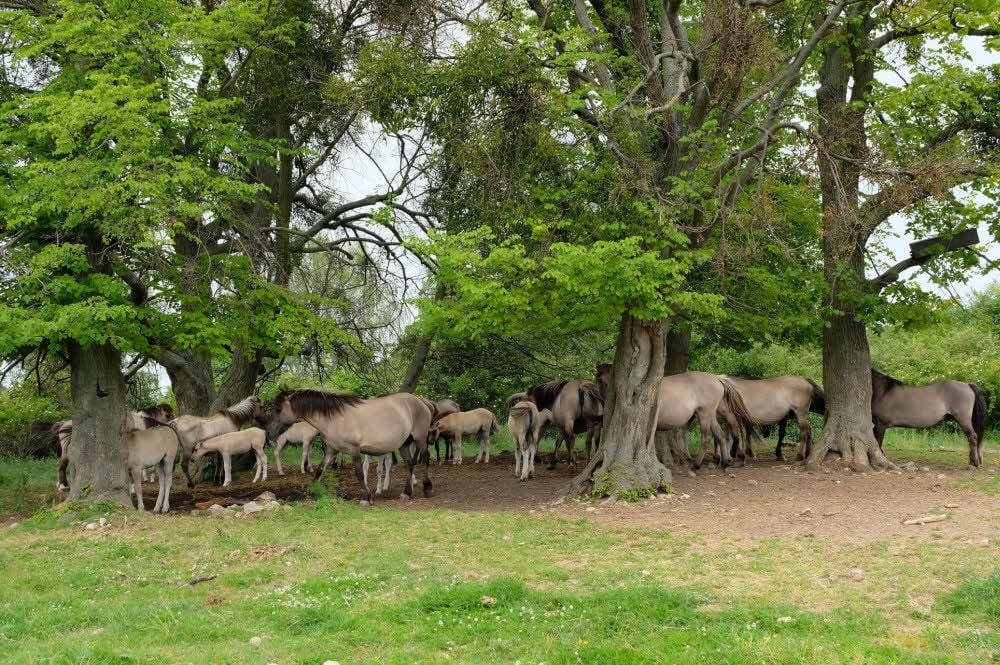 Die Konik-Herde sucht unter den Kronen einiger Bäume Schatten. Derzeit gehören der Gruppe auch zehn Fohlen an.