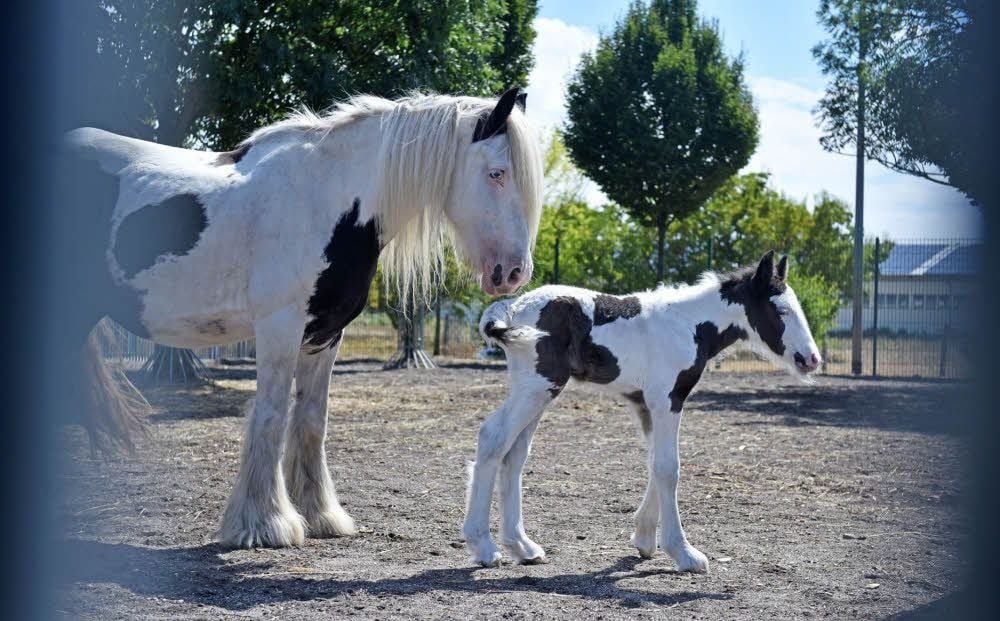 Mutter Ronja mit ihrem Nachwuchs Frieda.