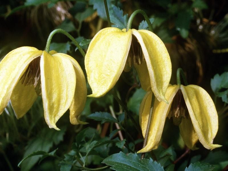 Die Clematis orientalis schmückt den herbstlichen Garten mit ihren gelben Blüten. Foto: Marion Nickig/dpa