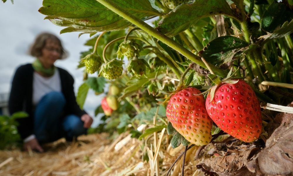 Die ersten roten Früchtchen reifen schon in der Region, wie hier in Zöberitz. Ab dieser Woche kann gepflückt werden.