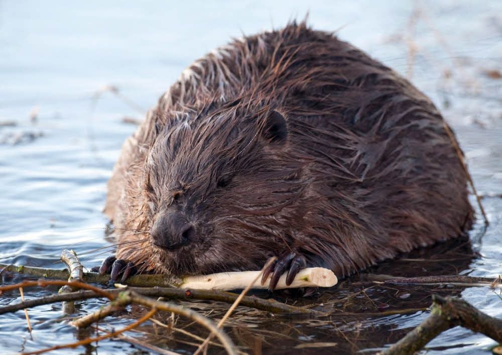 Biber müssen mit zu niedrigen Wasserständen zurecht kommen.