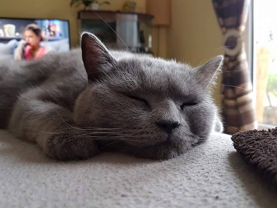 Der Kater Teddy wird in Wittenberg vermisst.