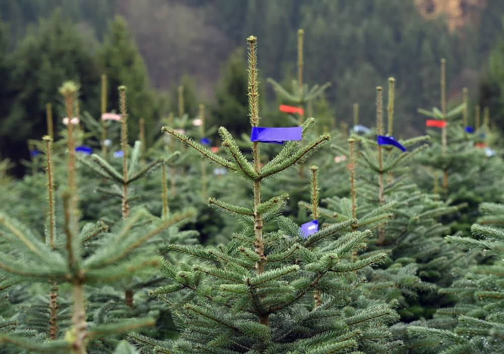 Nordmanntannen werden am häufigsten gekauft.