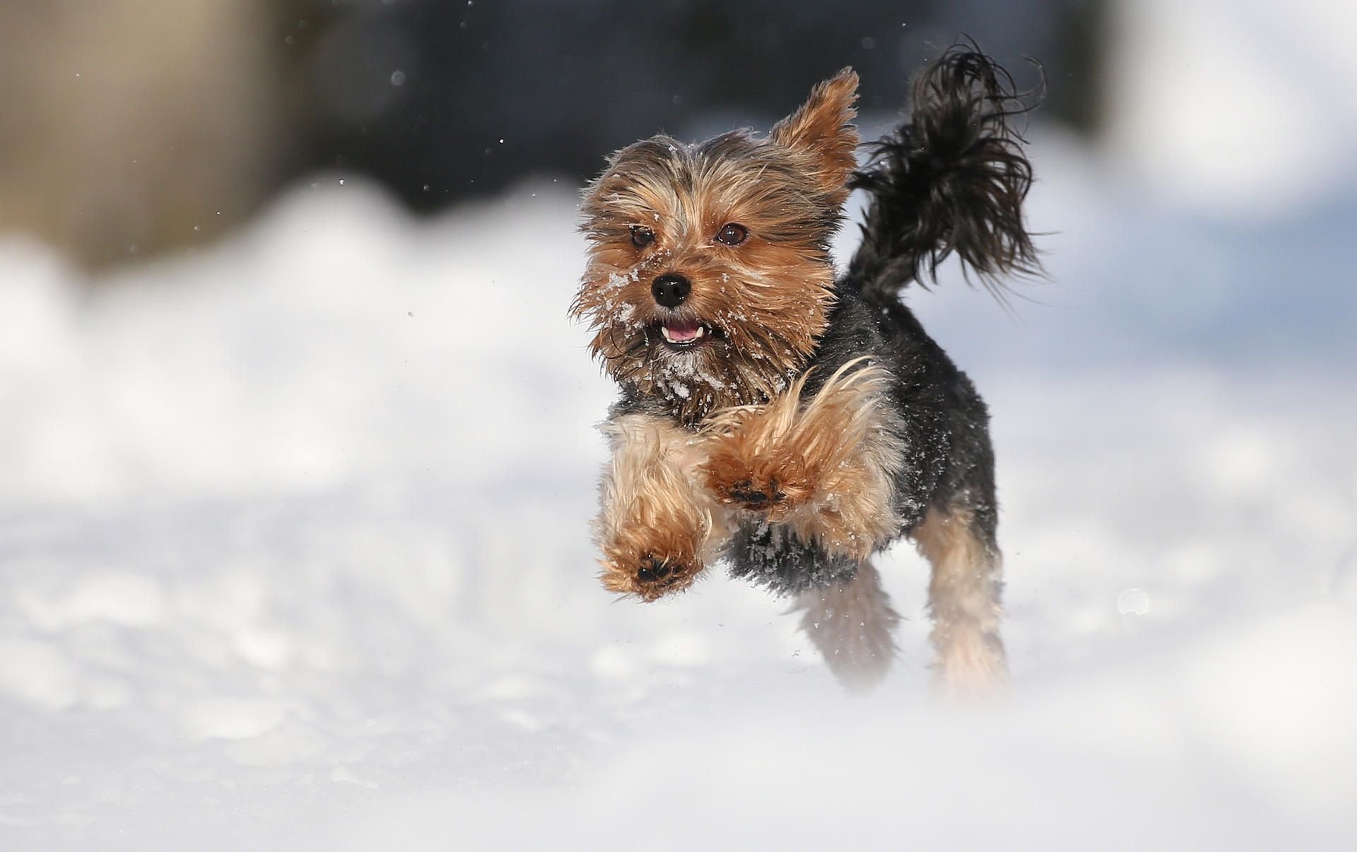 Ein Yorkshire Terrier im Schnee (Symbolbild)