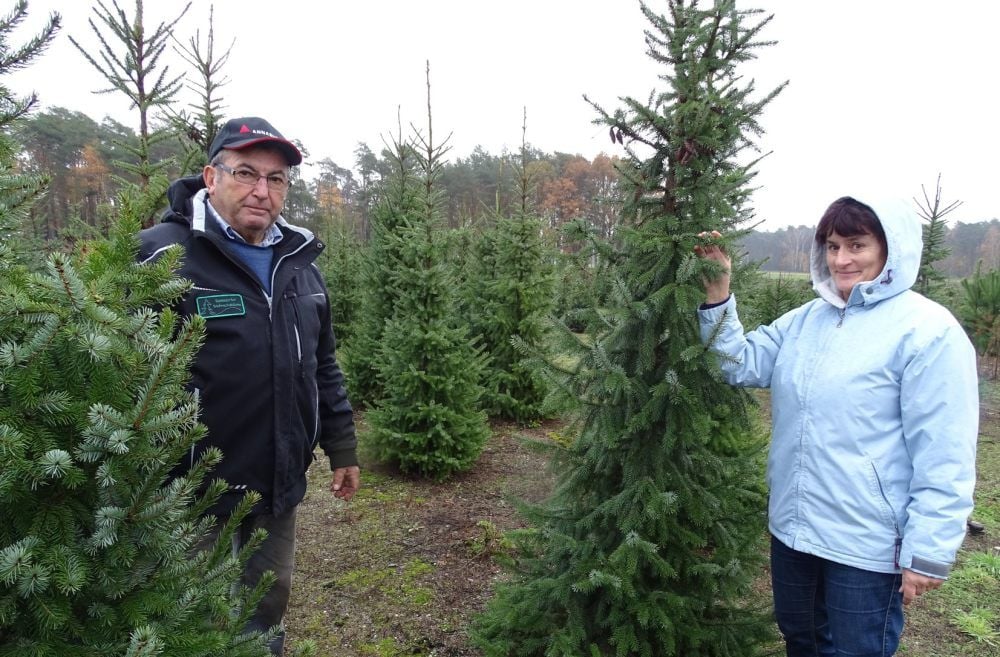 Cornelia Hinze sucht sich auf der Weihnachtsbaumplantage an der B 187 von Günter Thiele (li.) Bäume aus.