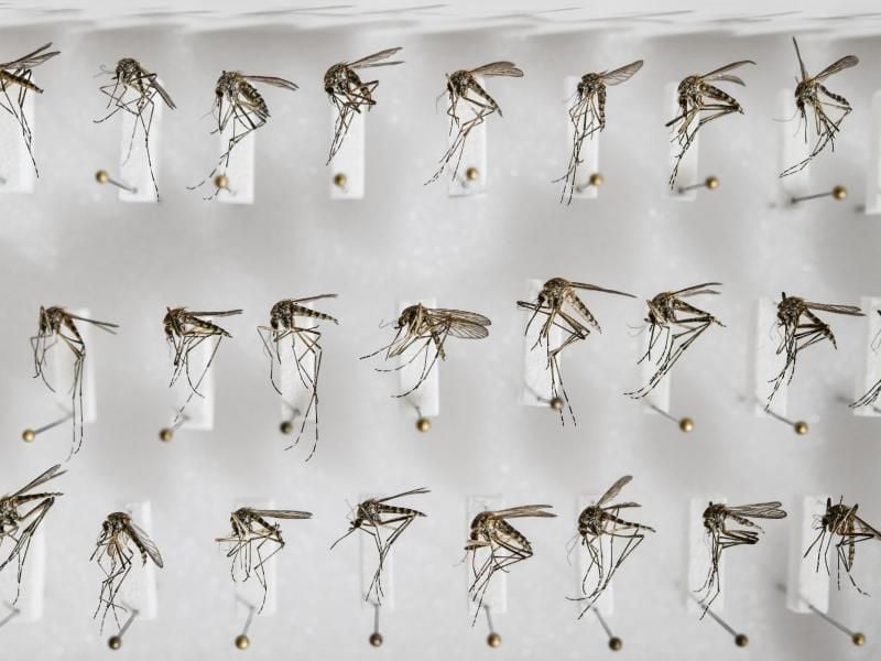 Präparierte heimische Stechmücken der Art Aedes cantans. Foto: Patrick Pleul/Illustration