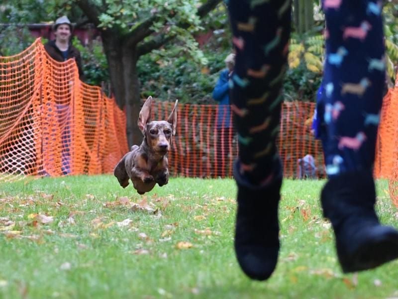 Kurzbein-Sprint: Beim Dackelrennen in der Dackelranch in Berlin-Lichtenrade wetzt ein Dachshund hinter seiner Besitzerin her. Foto: Paul Zinken