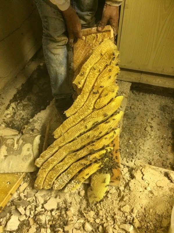 Bienenwaben reihen sich an dem Dielenbrett aneinander.