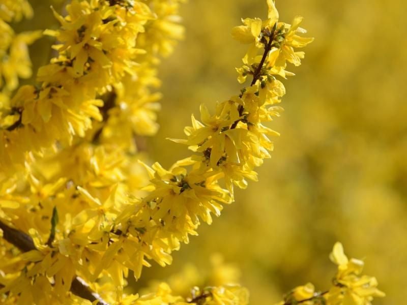 Wenn die prächtigen gelben Blüten der Forsythie verwelkt sind, sollte das Gehölz zurückgeschnitten werden. Foto: Andrea Warnecke
