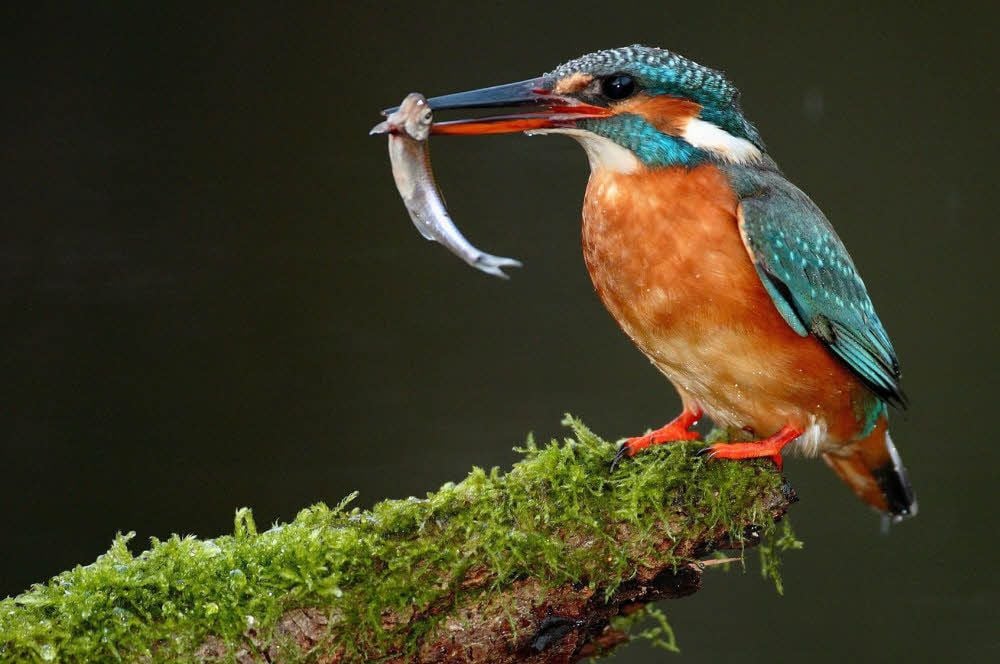 So sieht er aus, der Eisvogel.
