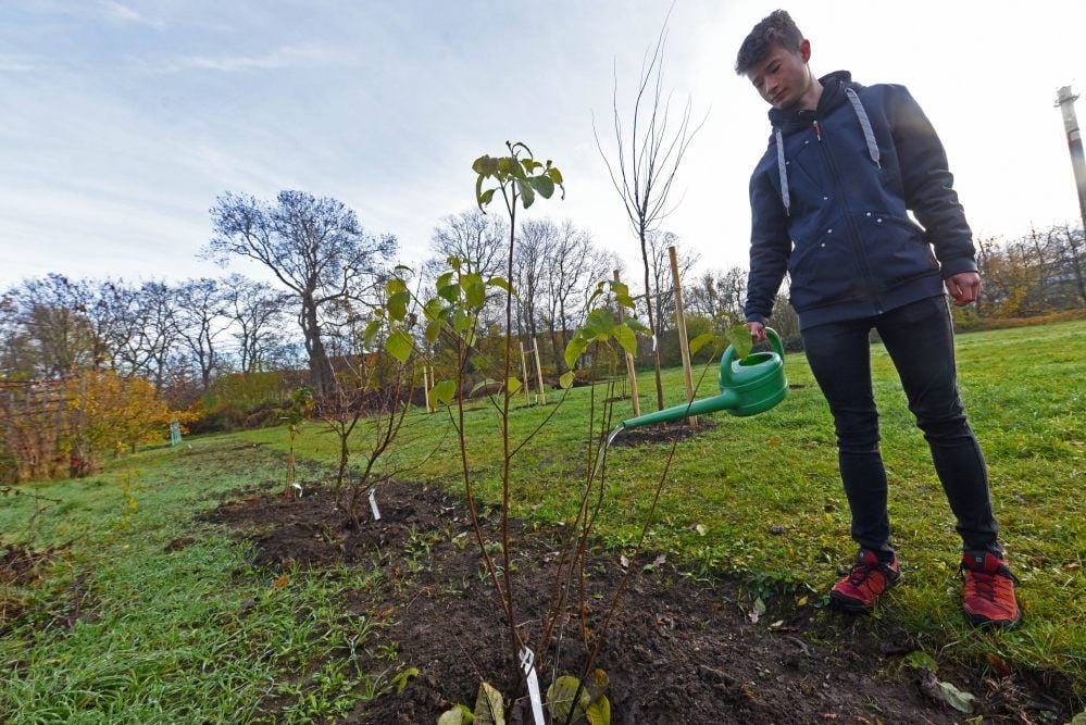 Benedikt Schulze gießt auf der Hoymer Bienenwiese den frischgepflanzten Schneeglöckchenbaum an.