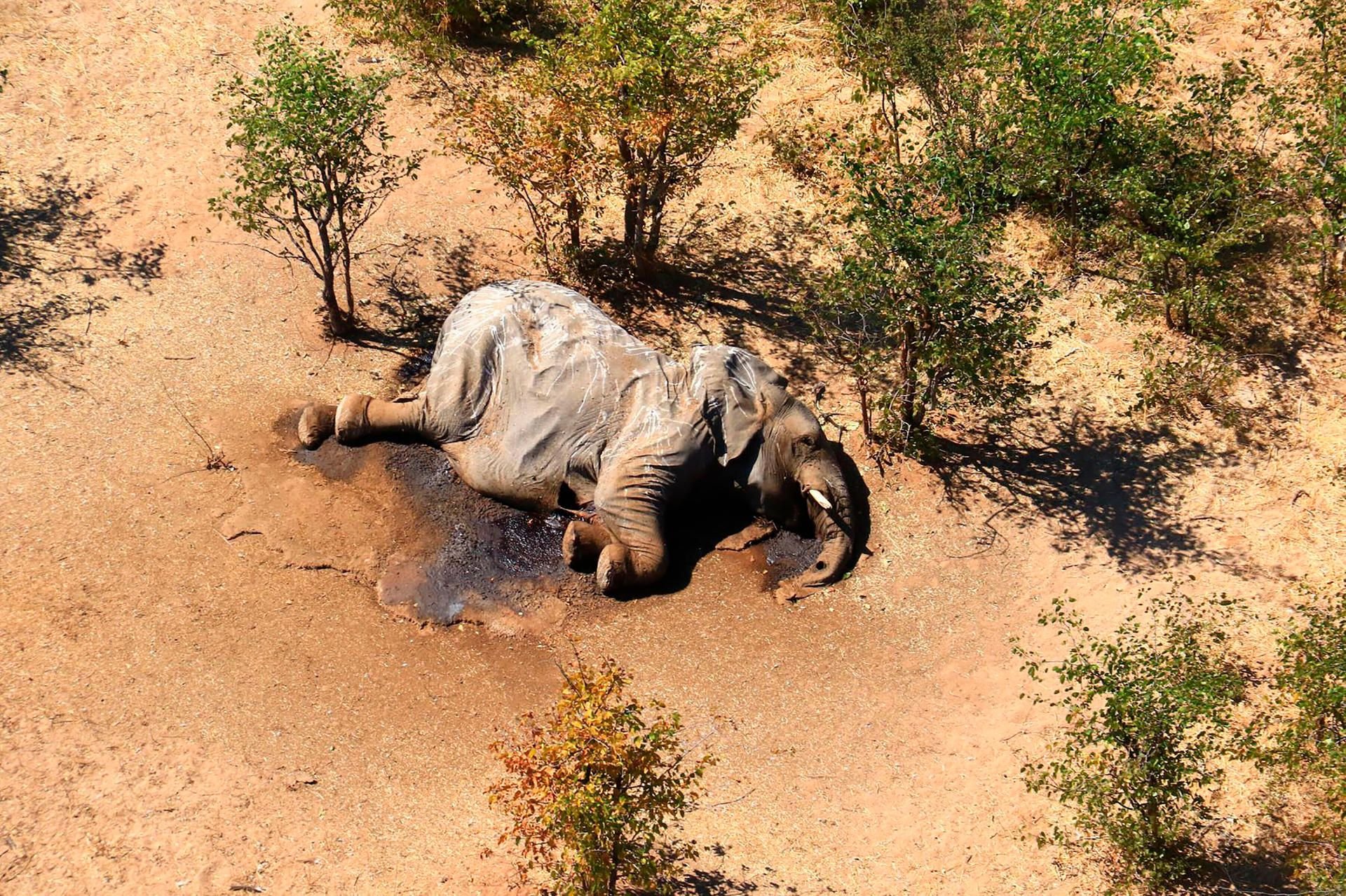 Ein verendeter Elefant liegt im Okavango Delta am Boden.