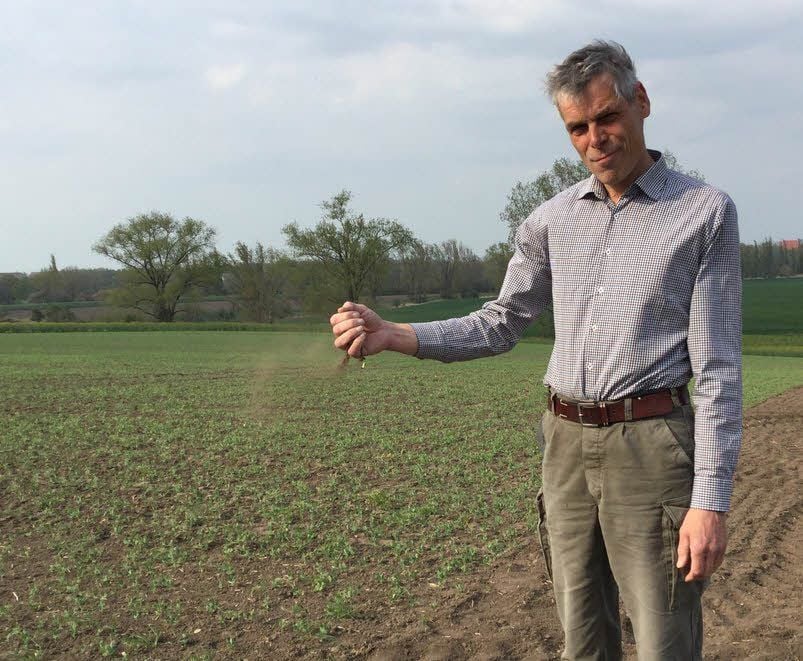 Landwirt Volker Bosse steht auf seinem Erbsenfeld. Die trockene Erde in seinen Händen rinnt wie Sand durch seine Finger.