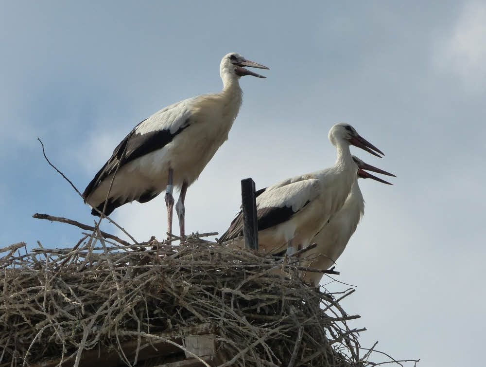 Das Nest in Friedersdorf ist gut besetzt: Drei kräftig gewachsene Jungstörche thronen über der Gärtnerei Tschitschmann.