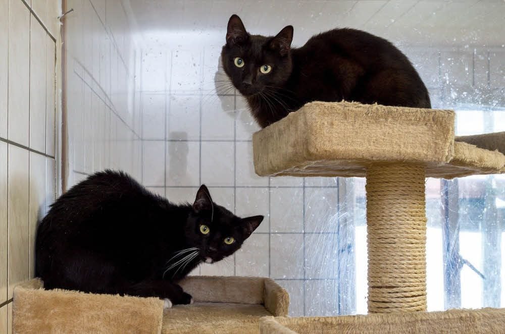 Nick und Hektor suchen ein ruhiges Zuhause.