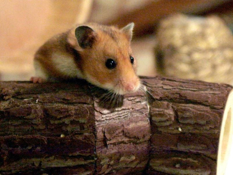 Die richtige Hamster-Nahrung sollte durch tierische Produkte ergänzt werden. Foto: Kathrin Streckenbach