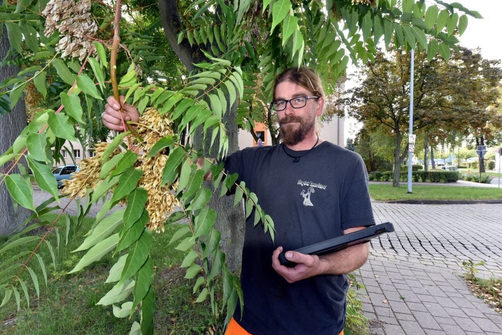Baumpfleger Ronny Fleck überprüft die Götterbäume in der Weißenfelser Beuditzstraße.
