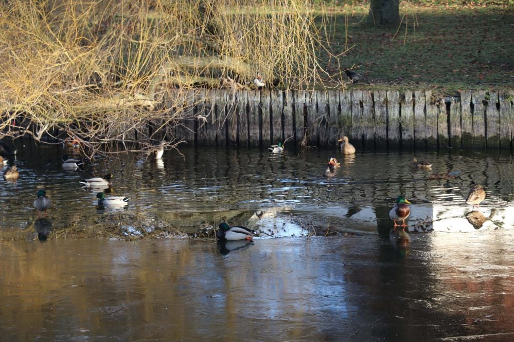Der Wasserstand im Schwanenteich sinkt unaufhörlich. Die Enten ziehen sich auf immer kleiner werdende Flächen zurück.