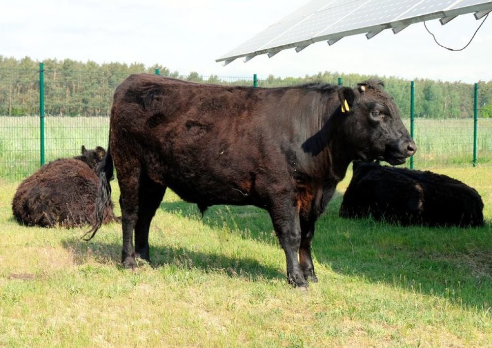 Auf den Grünflächen unter den Photovoltaik-Anlagen stehen insgesamt sechs Galloway-Rinder, die keine Kuscheltiere sind.