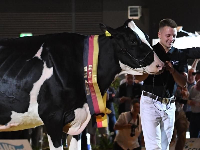 Die schönste von allen: Die Holsteiner-Kuh Alessja aus dem niedersächsischen Emsbüren. Foto: Christine Massfeller/Bundesverband Rind und Schwei