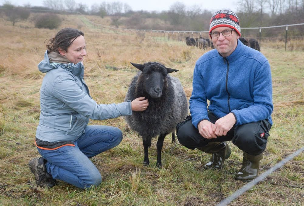Claudia Meier und Stefan Reinhard kümmern sich um zwölf Rauhwollige Pommersche Landschafe, die als Landschaftspfleger in Elsdorf im Einsatz sind. Noch sind die meisten Tiere scheu, halten lieber Abstand.