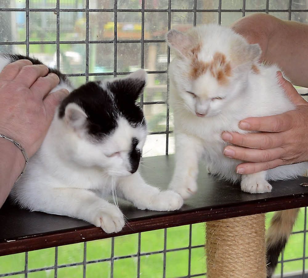 Gringo (links) und Gretchen suchen dringend ein neues, bleibendes Zuhause noch vor dem Umzug des Tierheims in den Neubau.