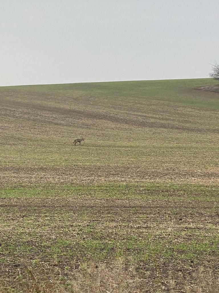Der vermeintliche Wolf auf einem Acker bei Wallwitz unweit von Halle.