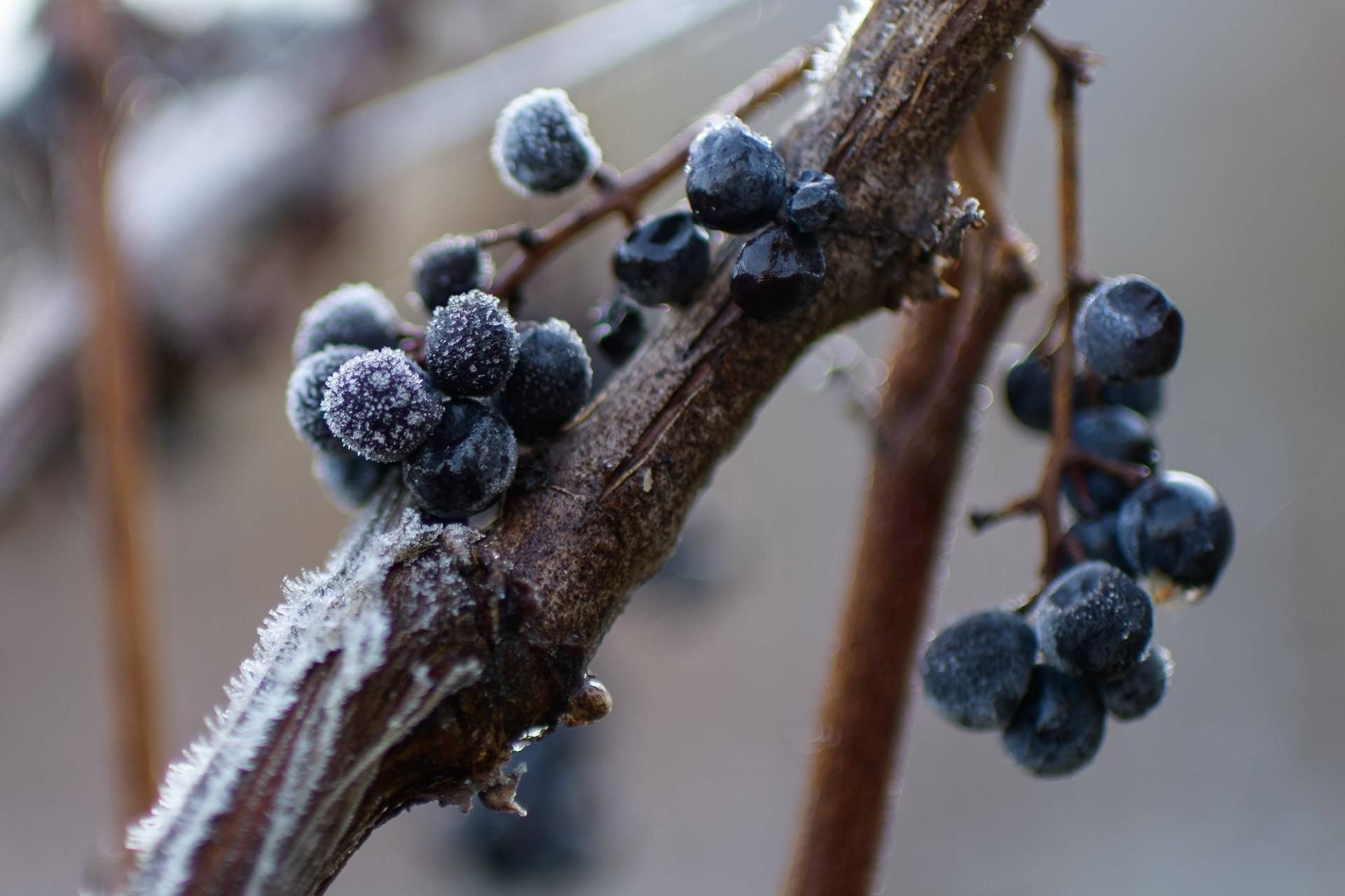 Weinreben vertragen Frost gar nicht und erfrieren schon nach ein bis zwei Stunden bei Temperaturen um null Grad Celsius.