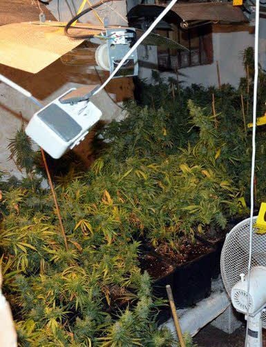 Die Plantage