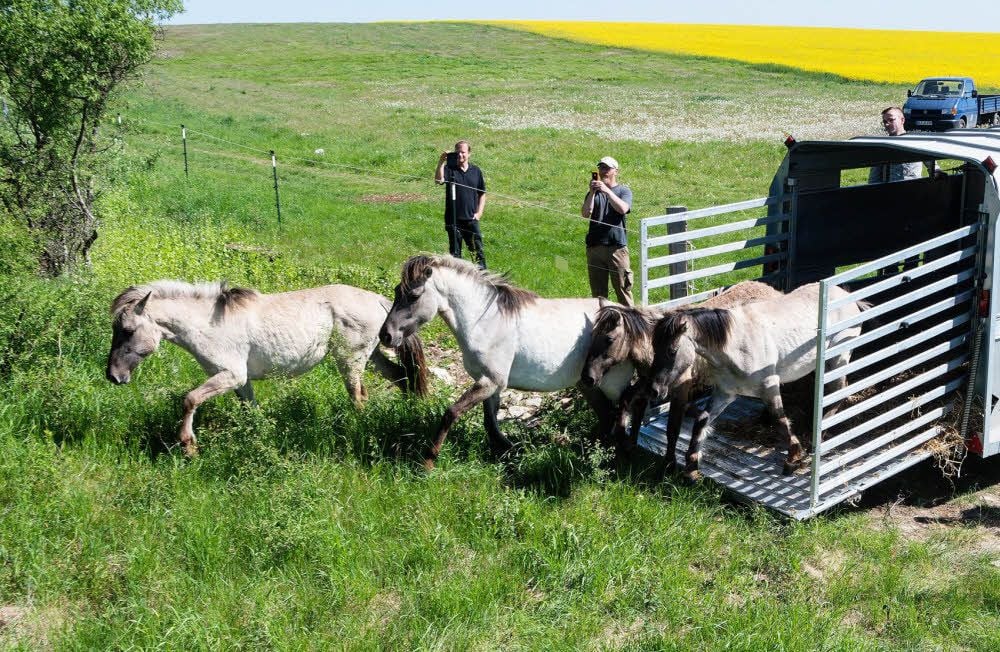 Acht Wildpferde wurden Dienstag zum Kuhberg in Gröst gebracht. Auf einer eingezäunten Fläche werden sie nun leben.